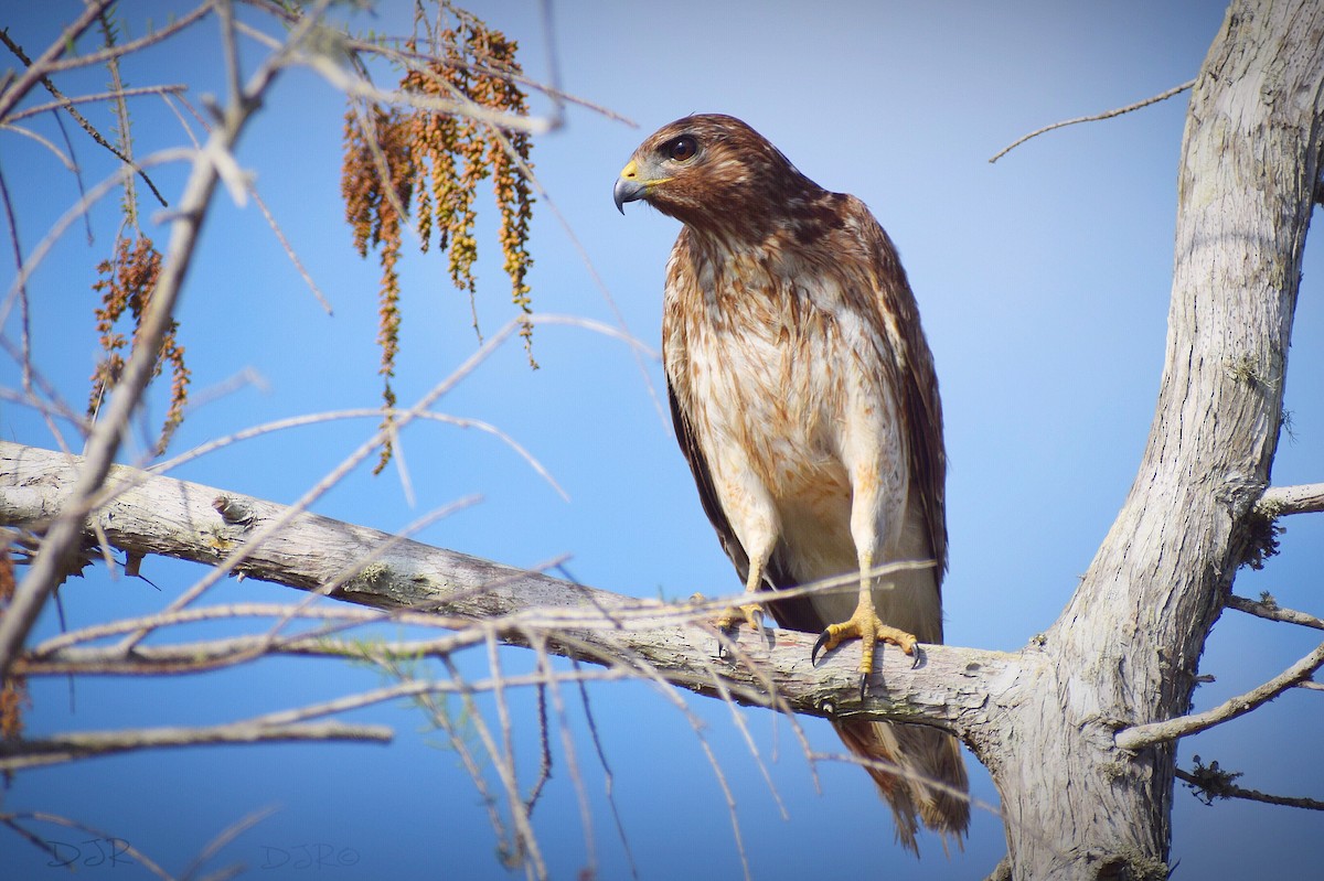 Red-shouldered Hawk - ML146455191