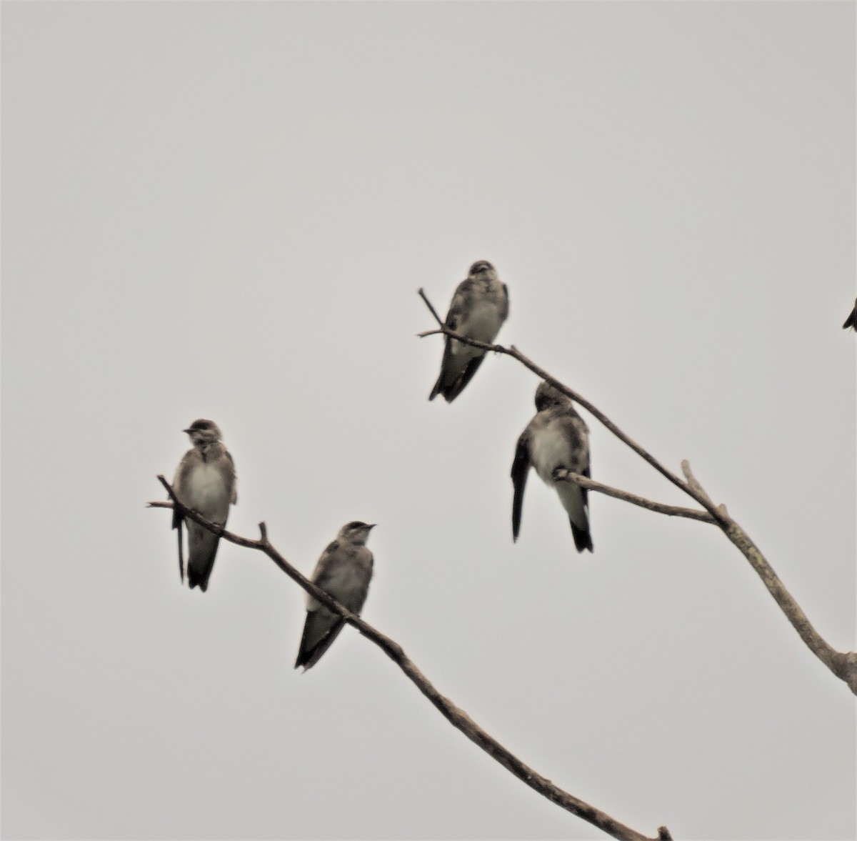 Brown-chested Martin - Ginny Culver