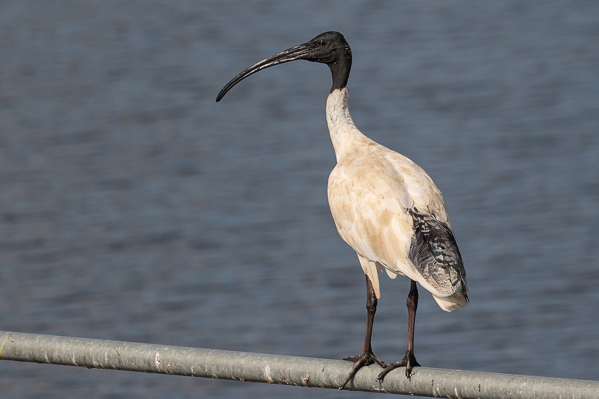 Australian Ibis - ML146455971