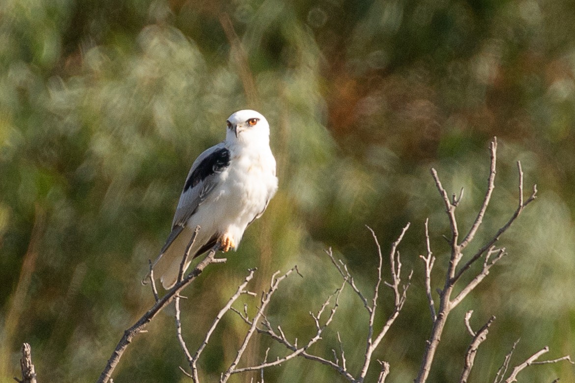 Black-shouldered Kite - ML146456281