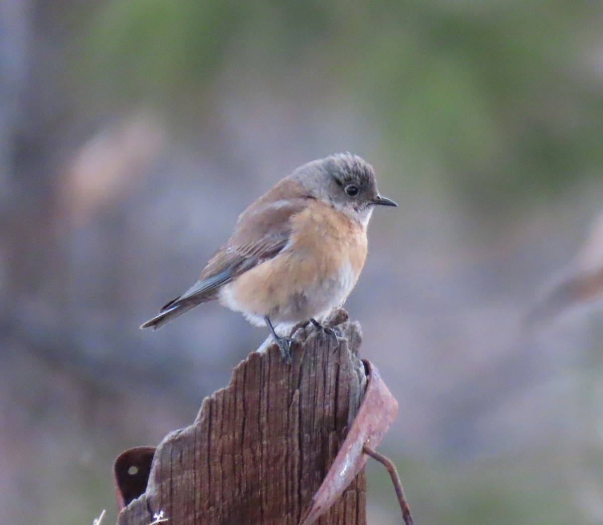 Western Bluebird - ML146456321