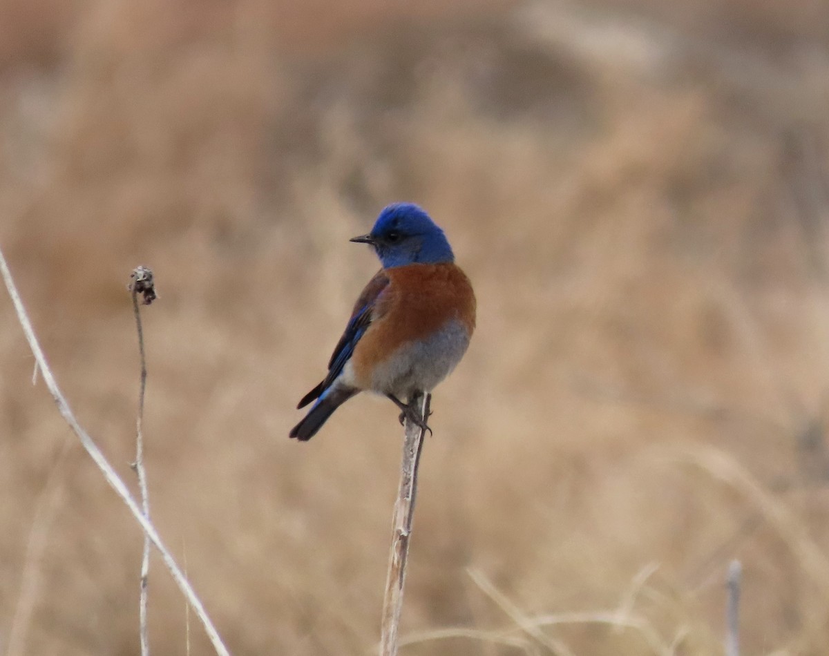 Western Bluebird - ML146456331