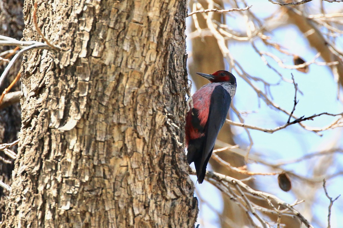 Lewis's Woodpecker - My Big Fat Birdy