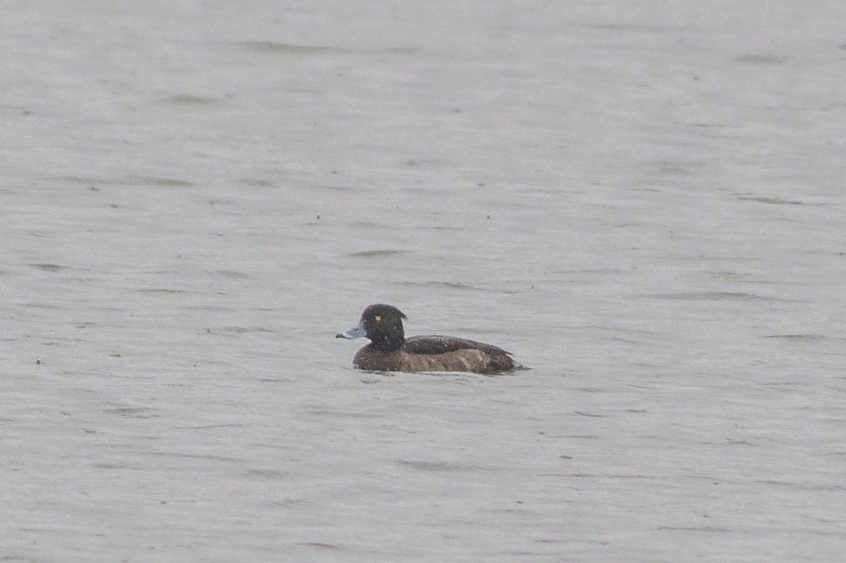 Tufted Duck - ML146457381