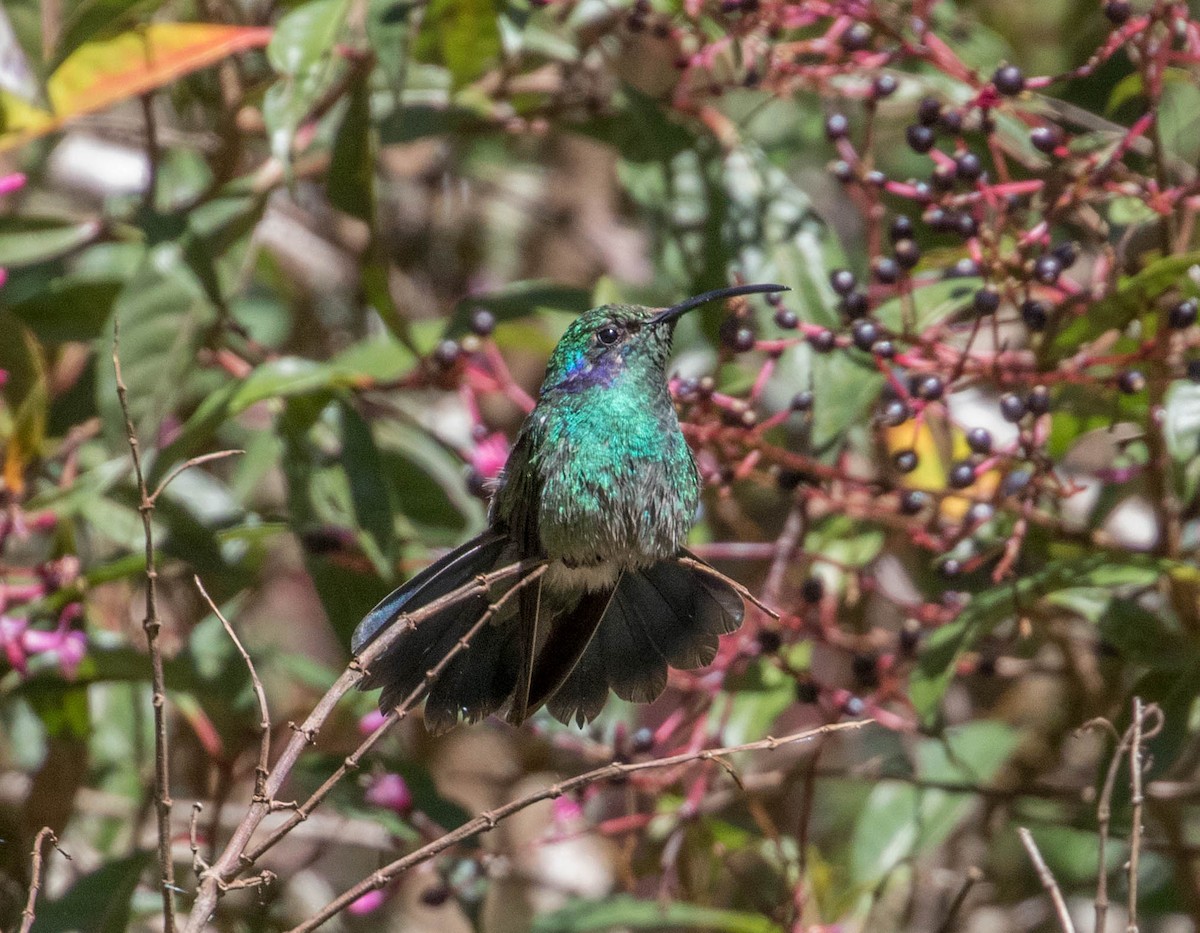 Lesser Violetear - ML146457901