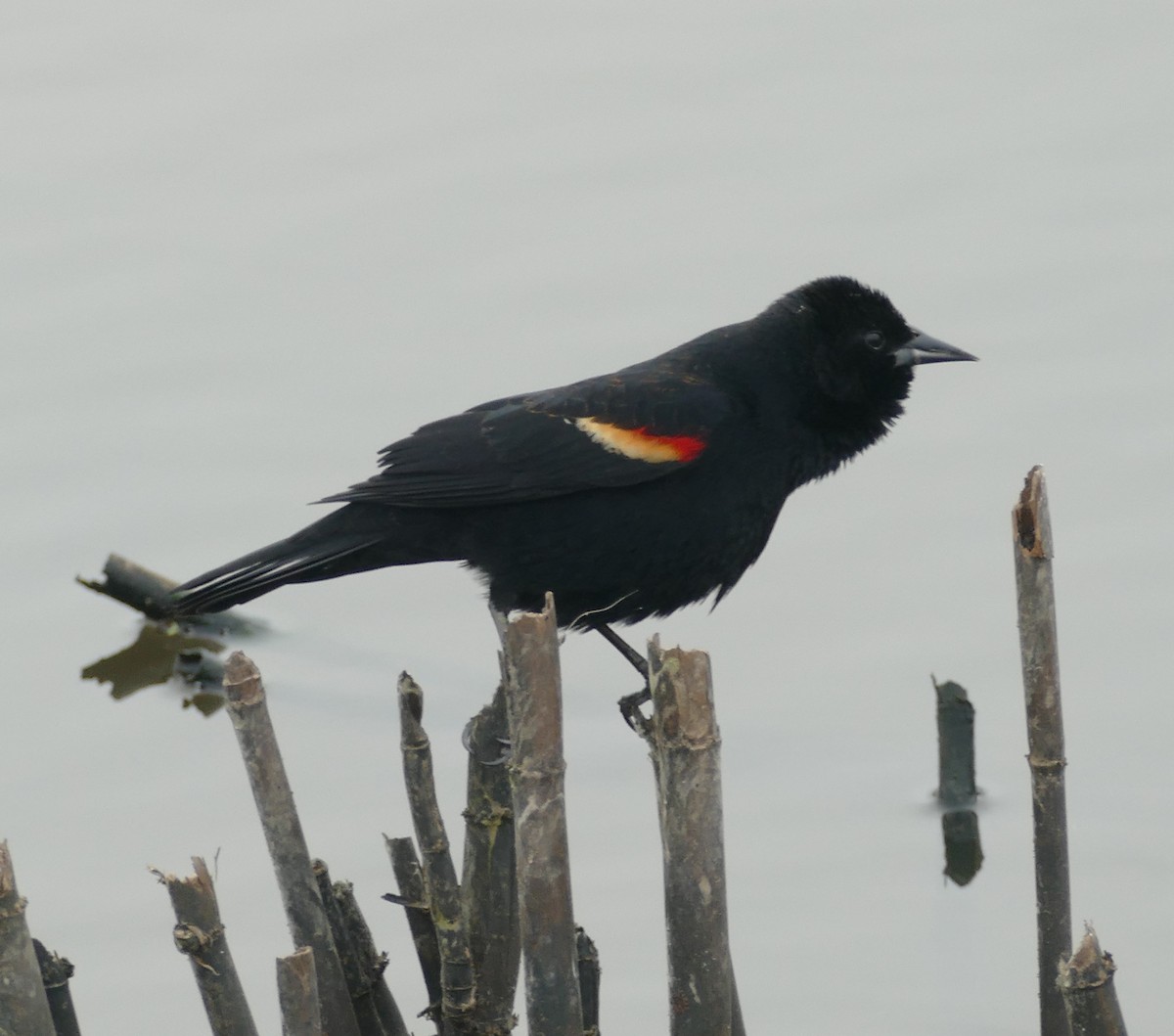 Red-winged Blackbird - ML146459991