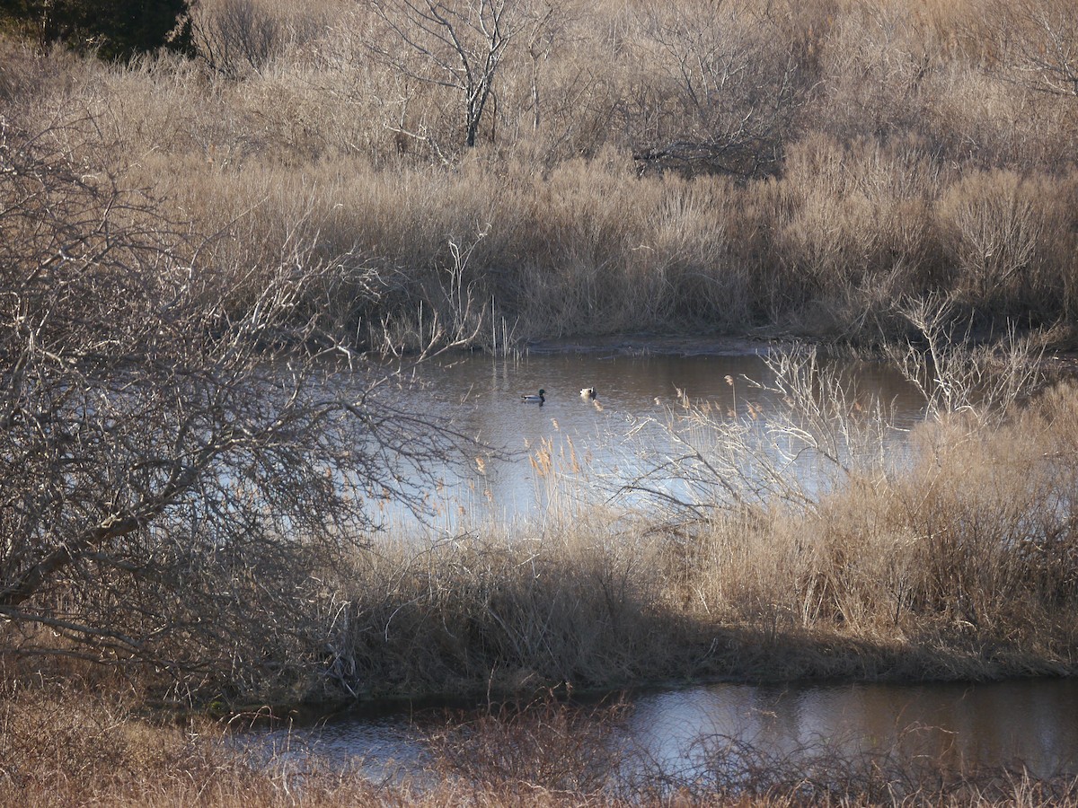 Mallard - ML146460011