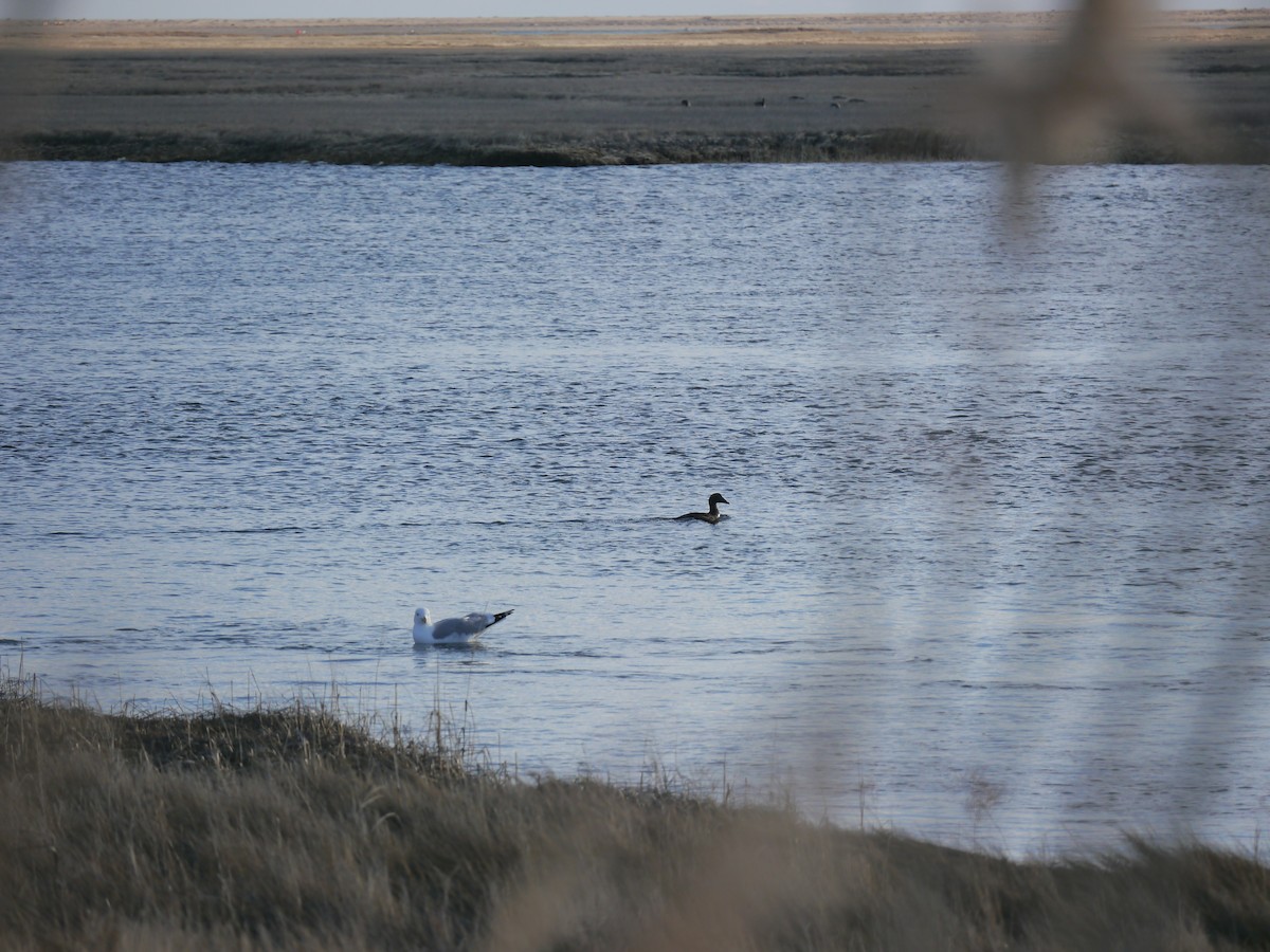 duck sp. - ML146460231