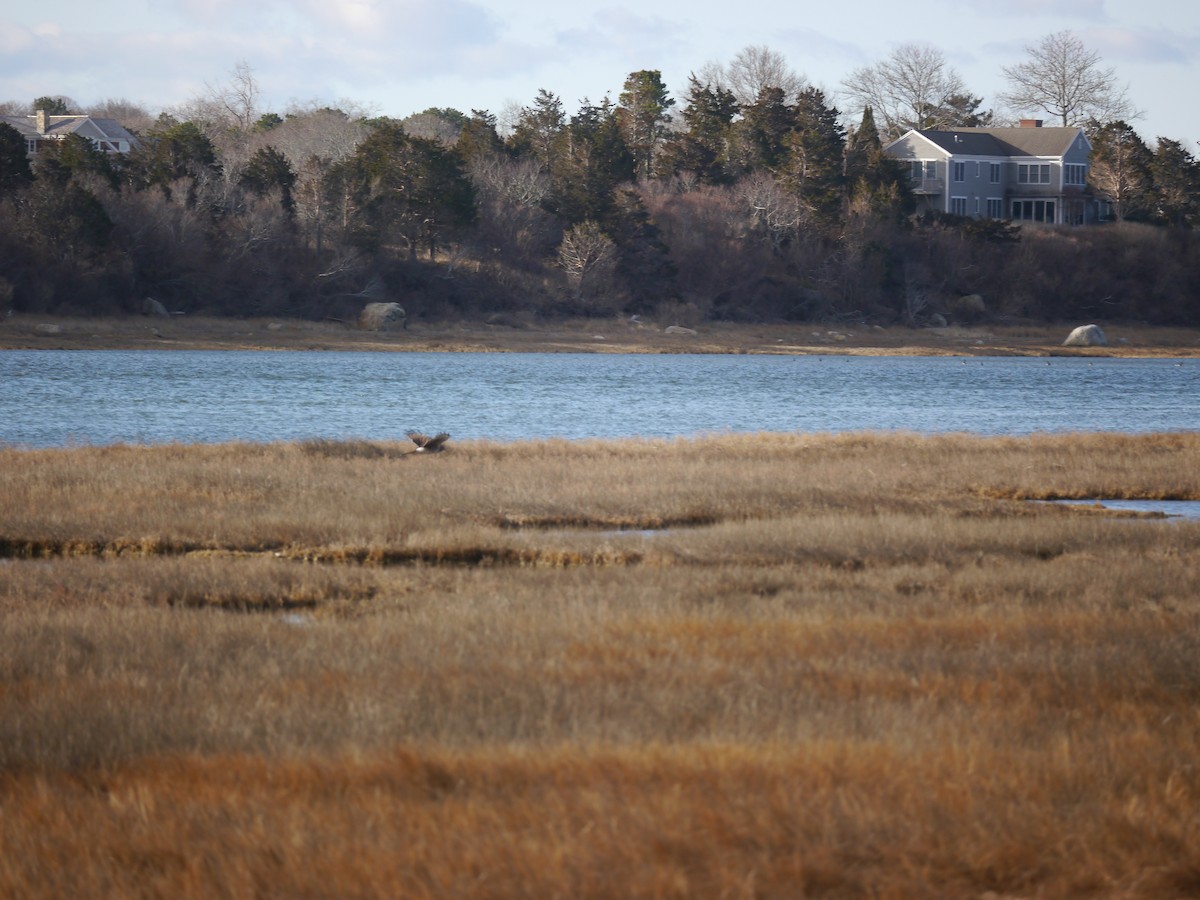 Northern Harrier - ML146460531