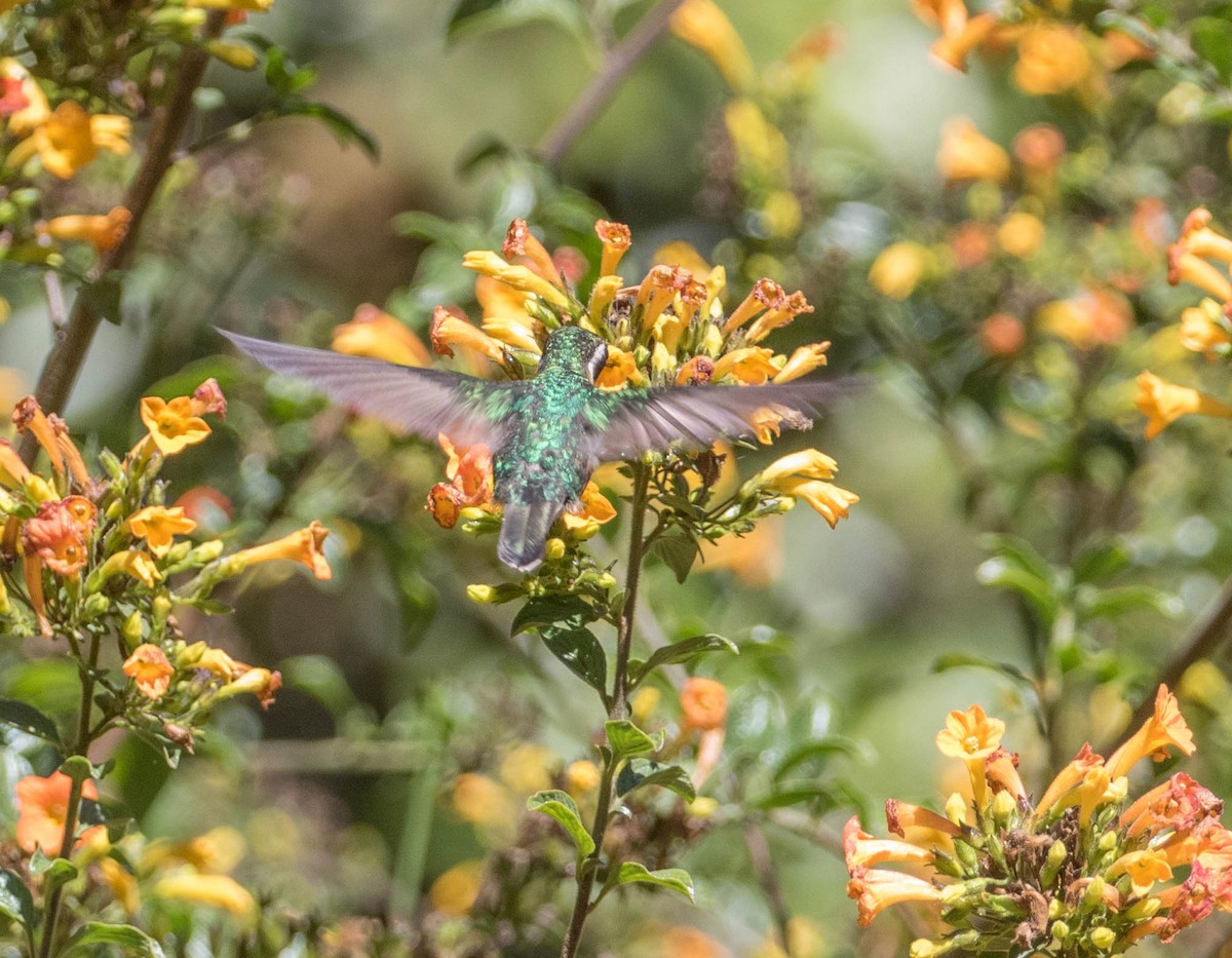 White-throated Mountain-gem - Robert Bochenek