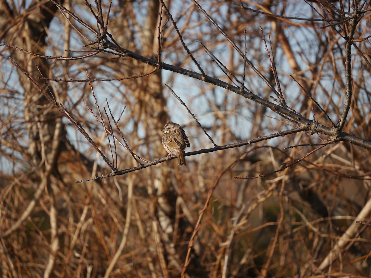 Song Sparrow - ML146460671