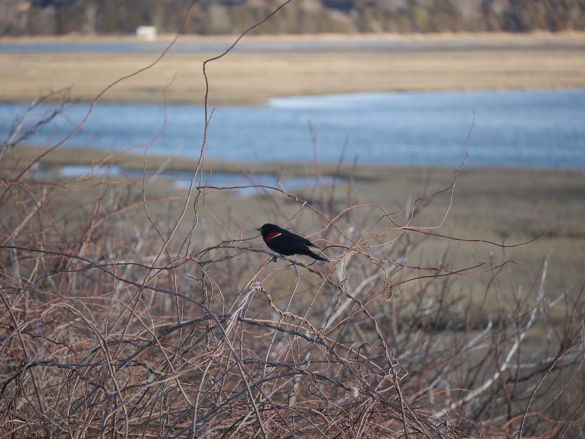 Red-winged Blackbird - ML146460841