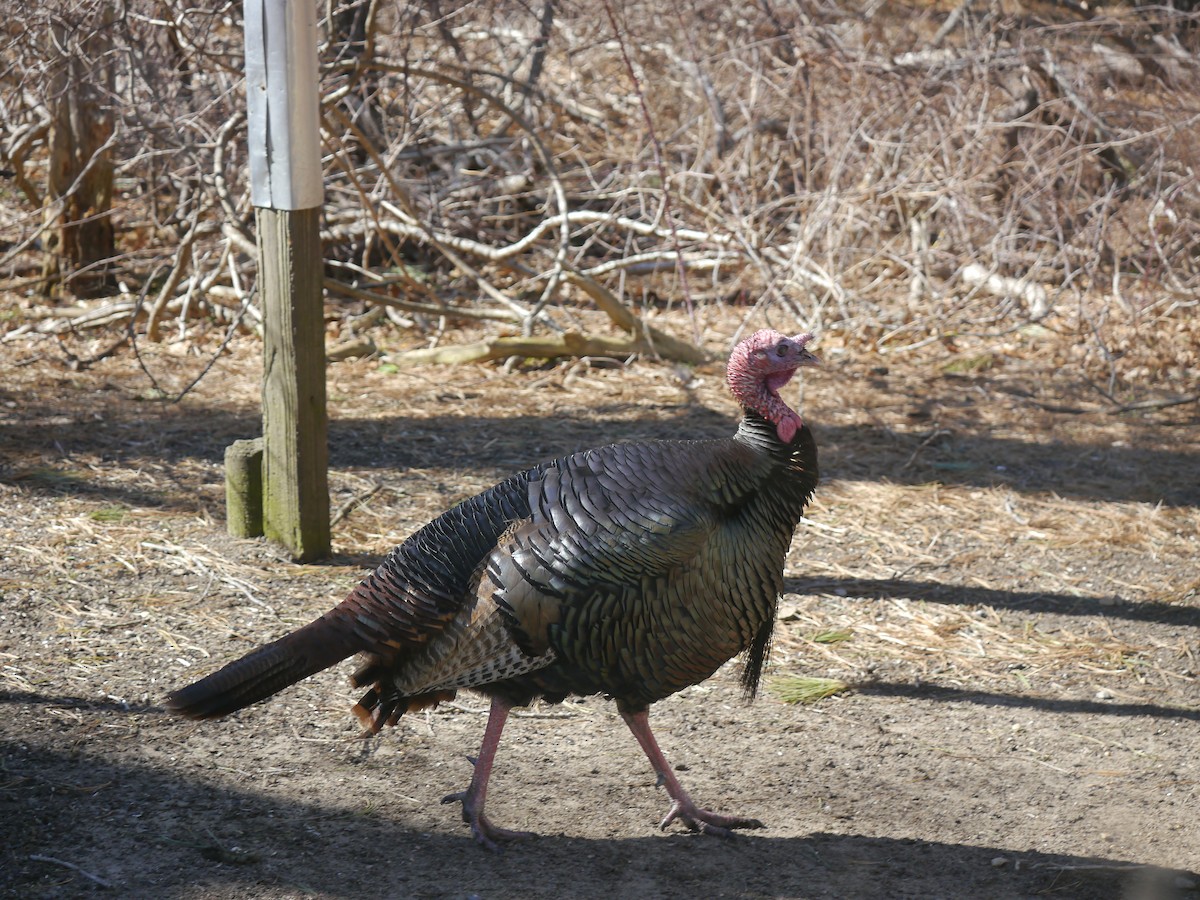 Wild Turkey - ML146461121