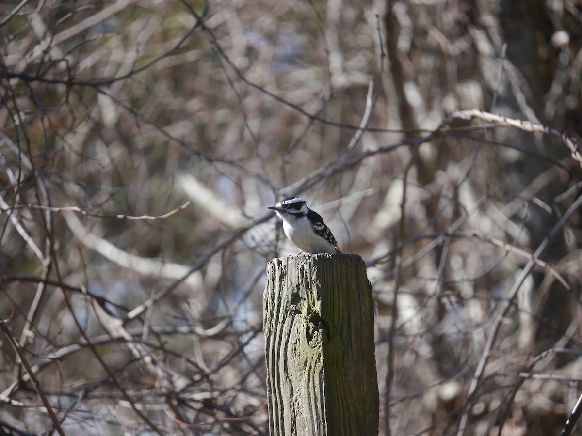 Downy Woodpecker - ML146461181
