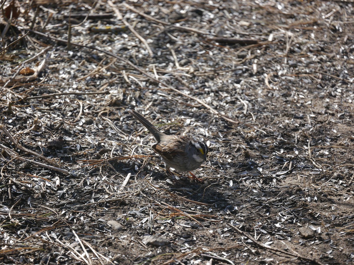White-throated Sparrow - ML146461301