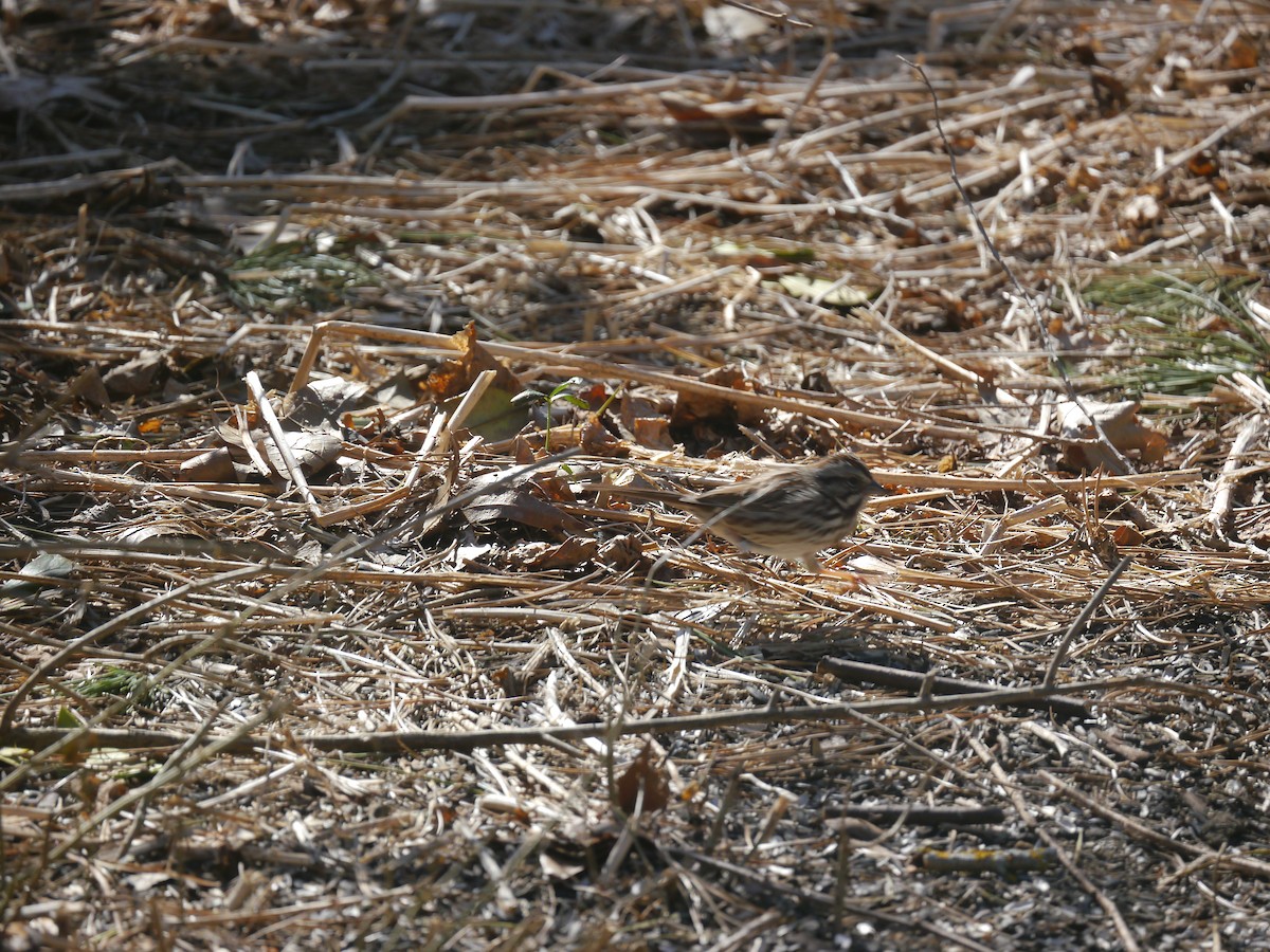 Song Sparrow - ML146461351