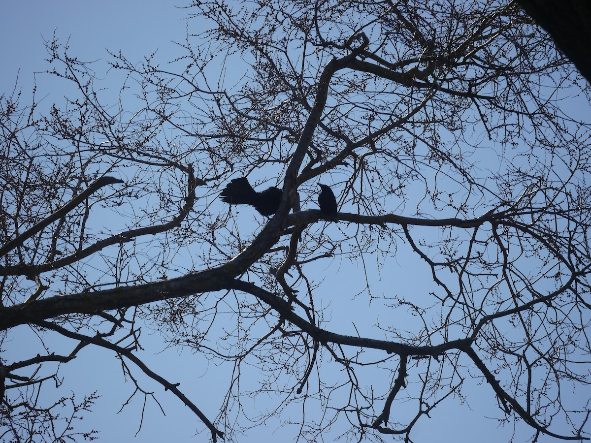 Common Grackle - ML146461401
