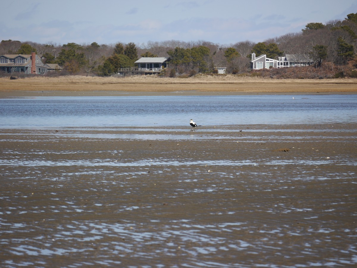Common Eider - ML146461851
