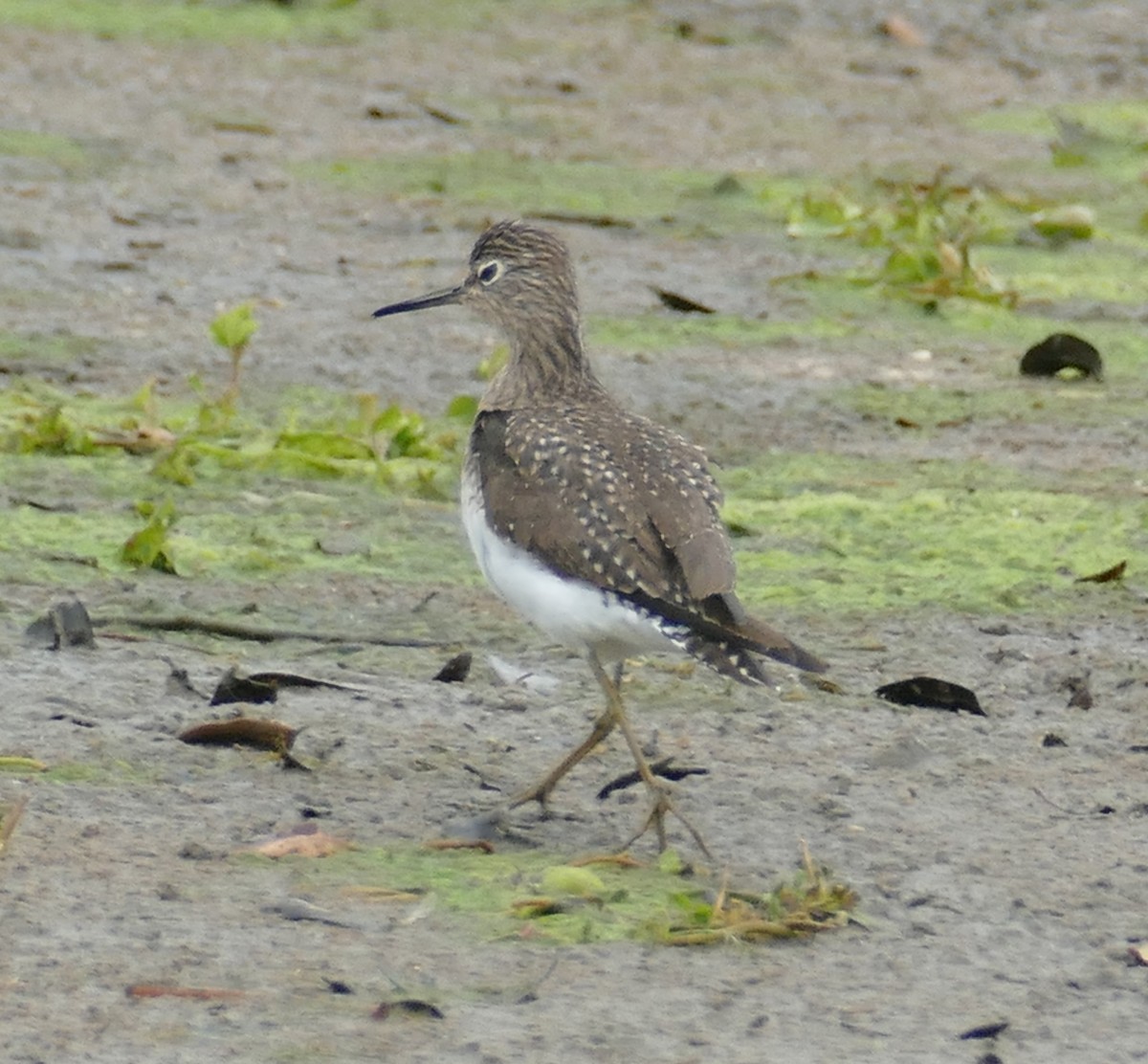 Solitary Sandpiper - ML146462061