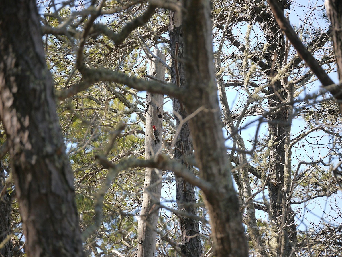 Red-bellied Woodpecker - ML146462111