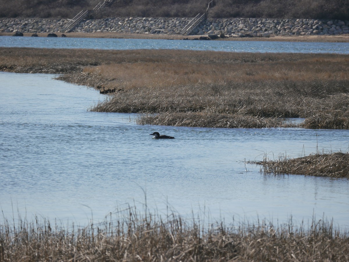 Common Loon - ML146462491