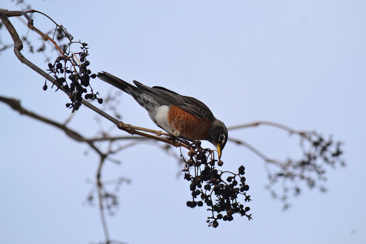 American Robin - ML146463031