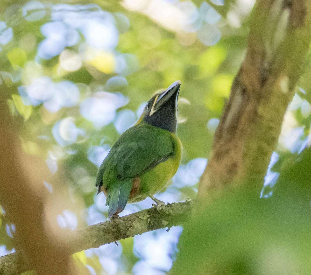 Northern Emerald-Toucanet - Robert Bochenek