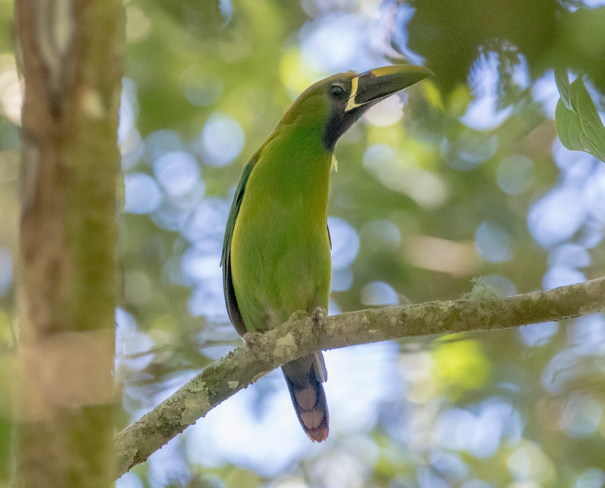 Northern Emerald-Toucanet - Robert Bochenek