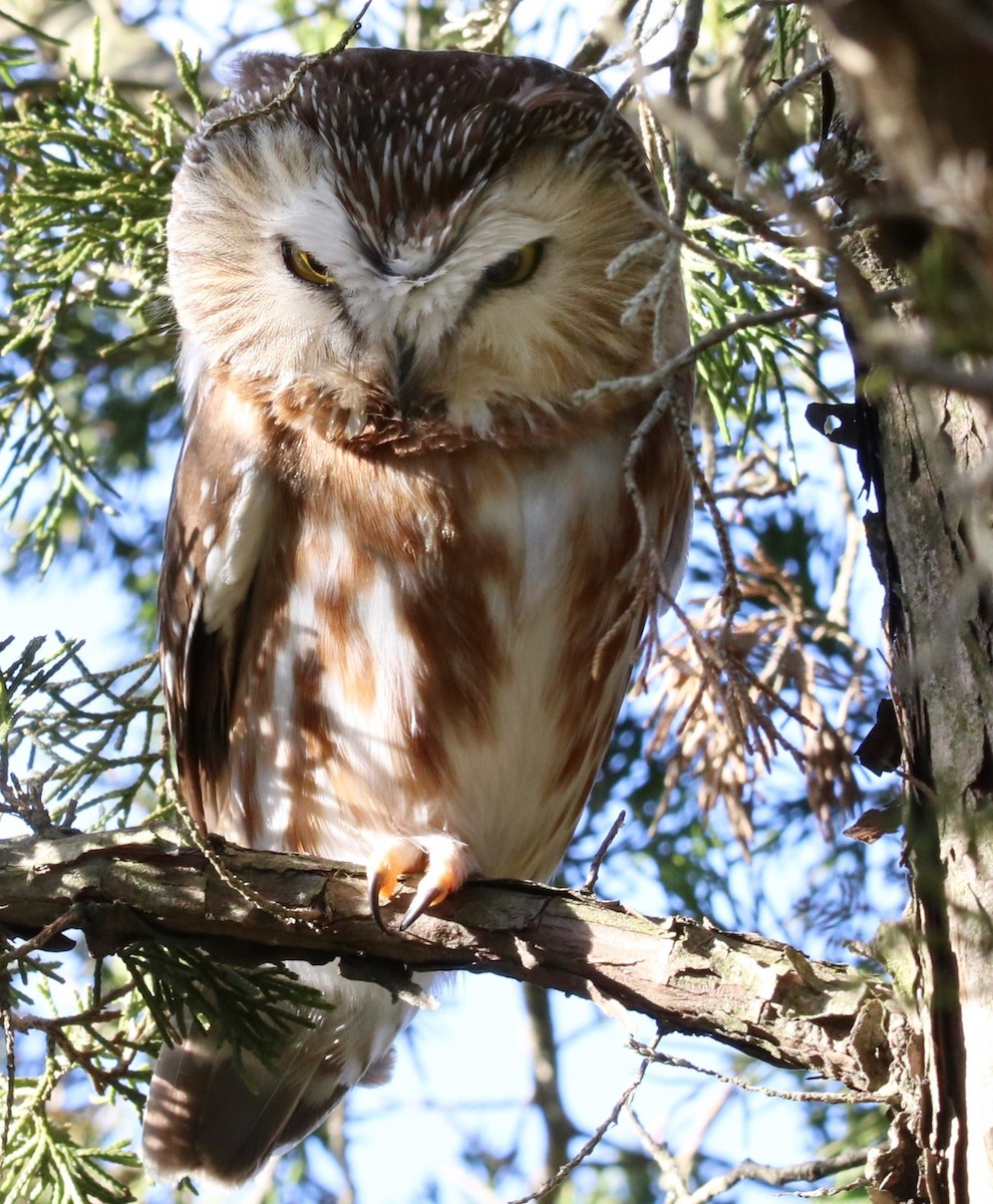 Northern Saw-whet Owl - Kim  Garrison