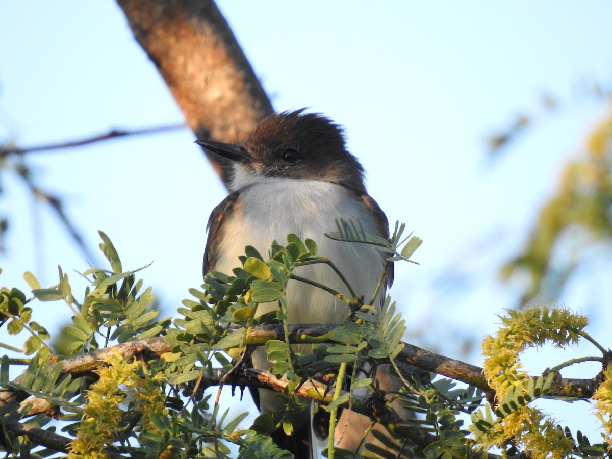 Puerto Rican Flycatcher - ML146465741