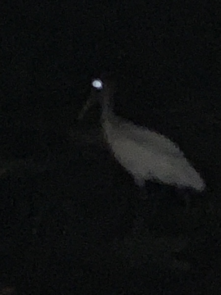 Wood Stork - ML146465761