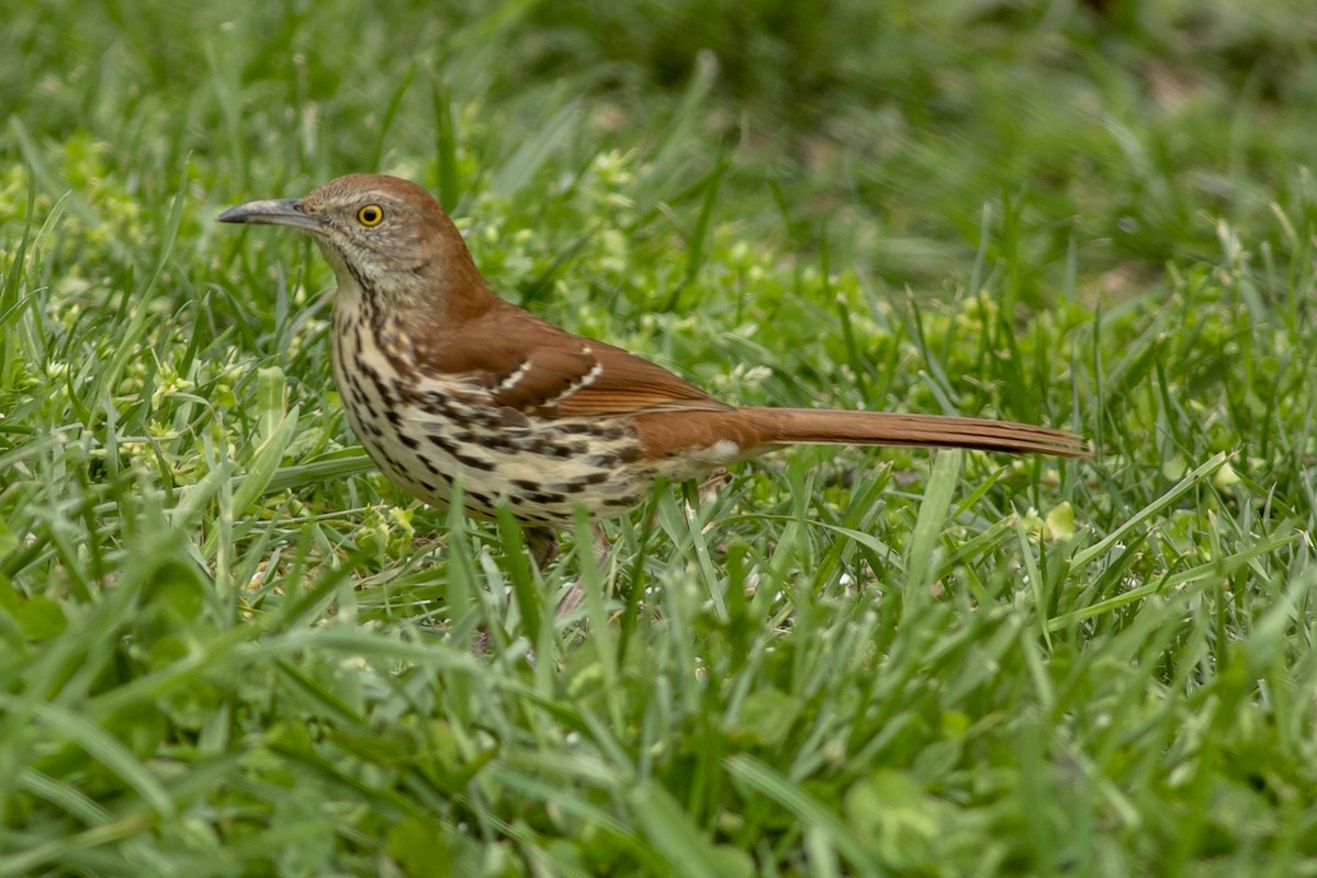 Brown Thrasher - ML146468231