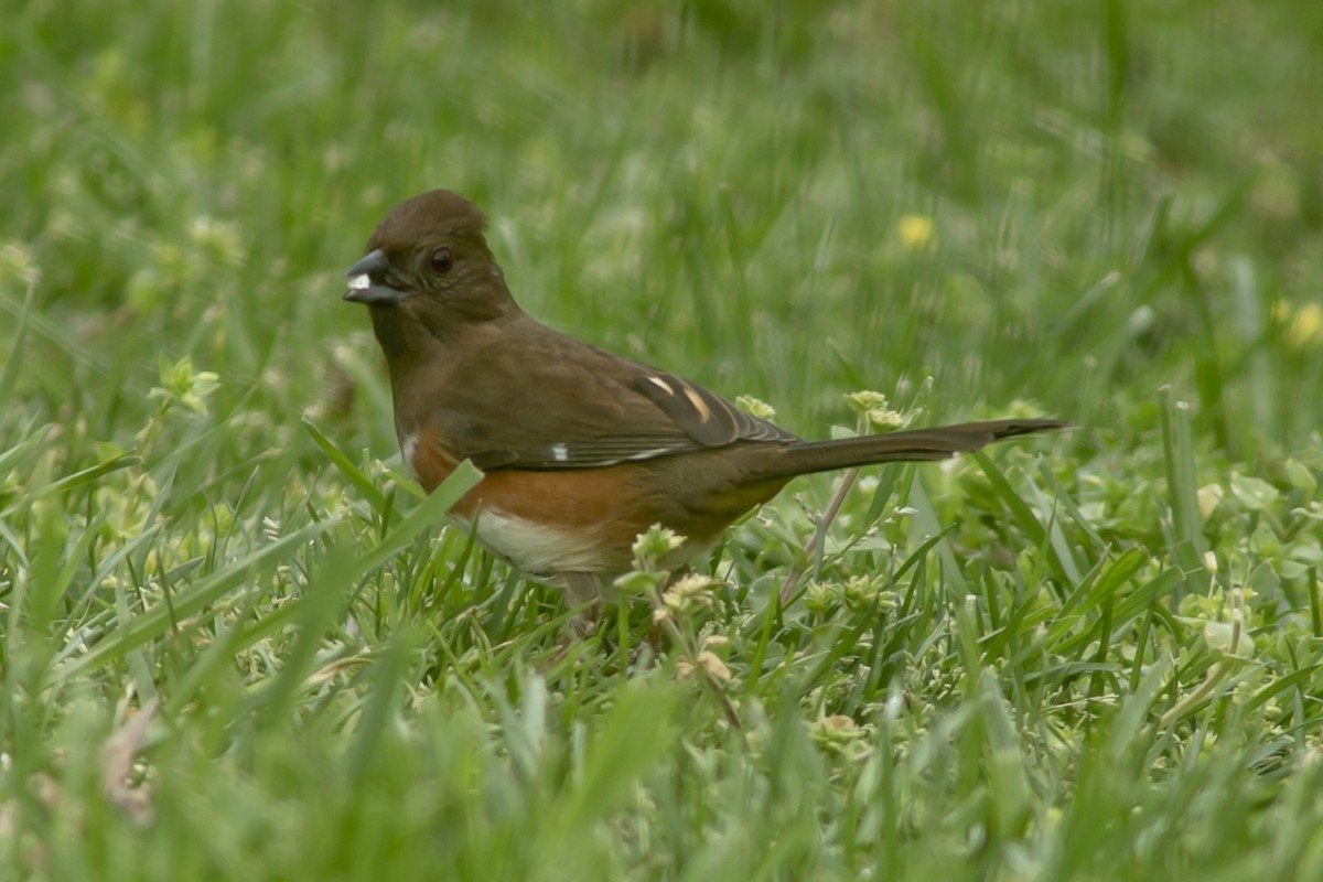 Eastern Towhee - ML146469151