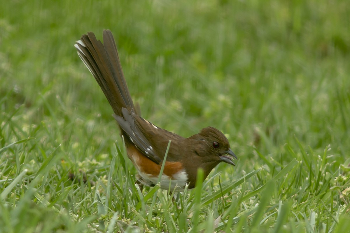 Eastern Towhee - ML146469161