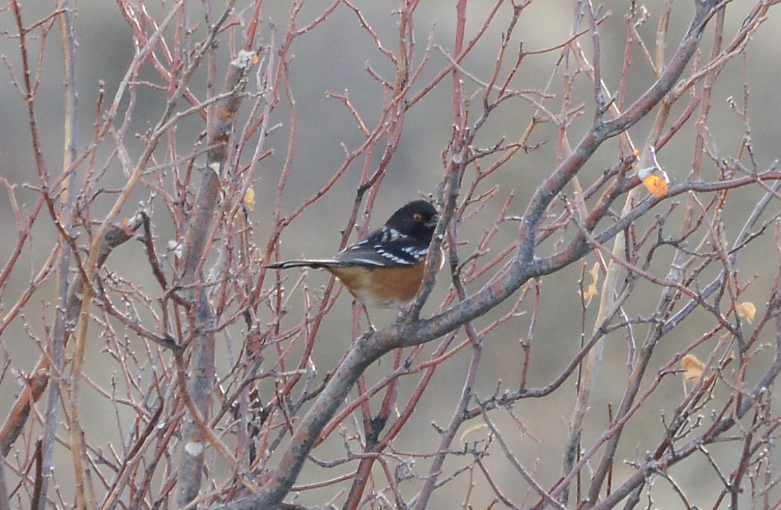 Spotted Towhee - ML146470961
