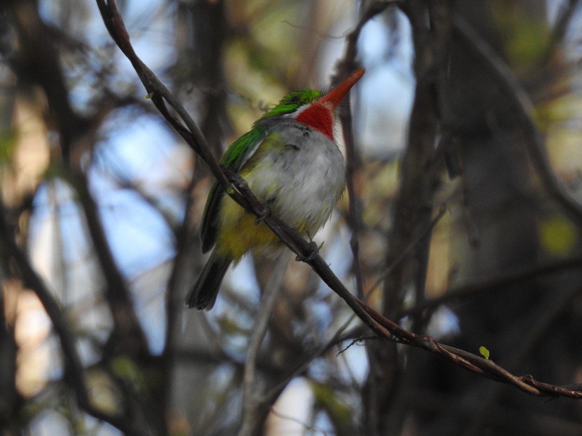 Puerto Rican Tody - ML146471281