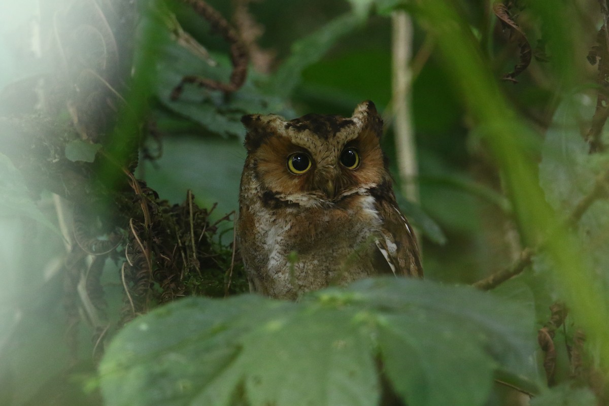 Mountain Scops-Owl - ML146471641