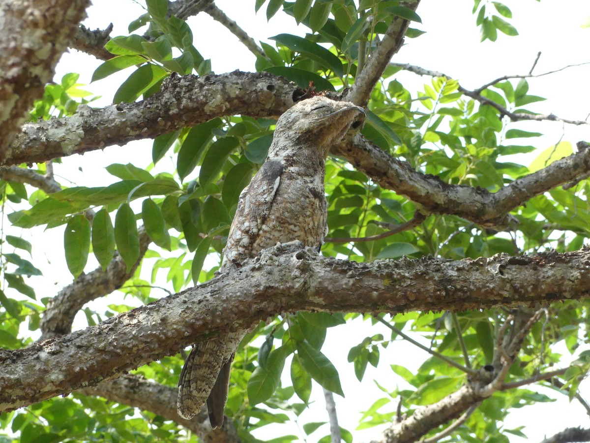 Great Potoo - Peter Dunwiddie