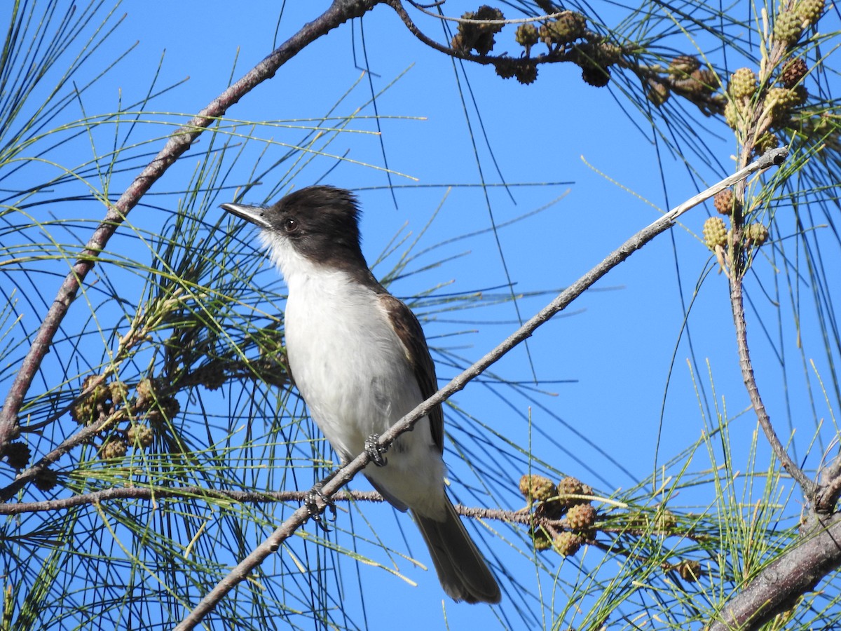 Loggerhead Kingbird - ML146473251