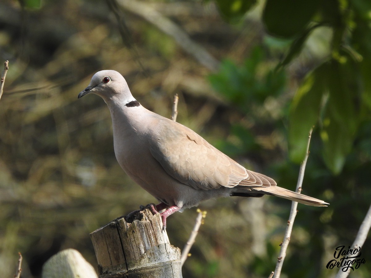 Eurasian Collared-Dove - ML146473351