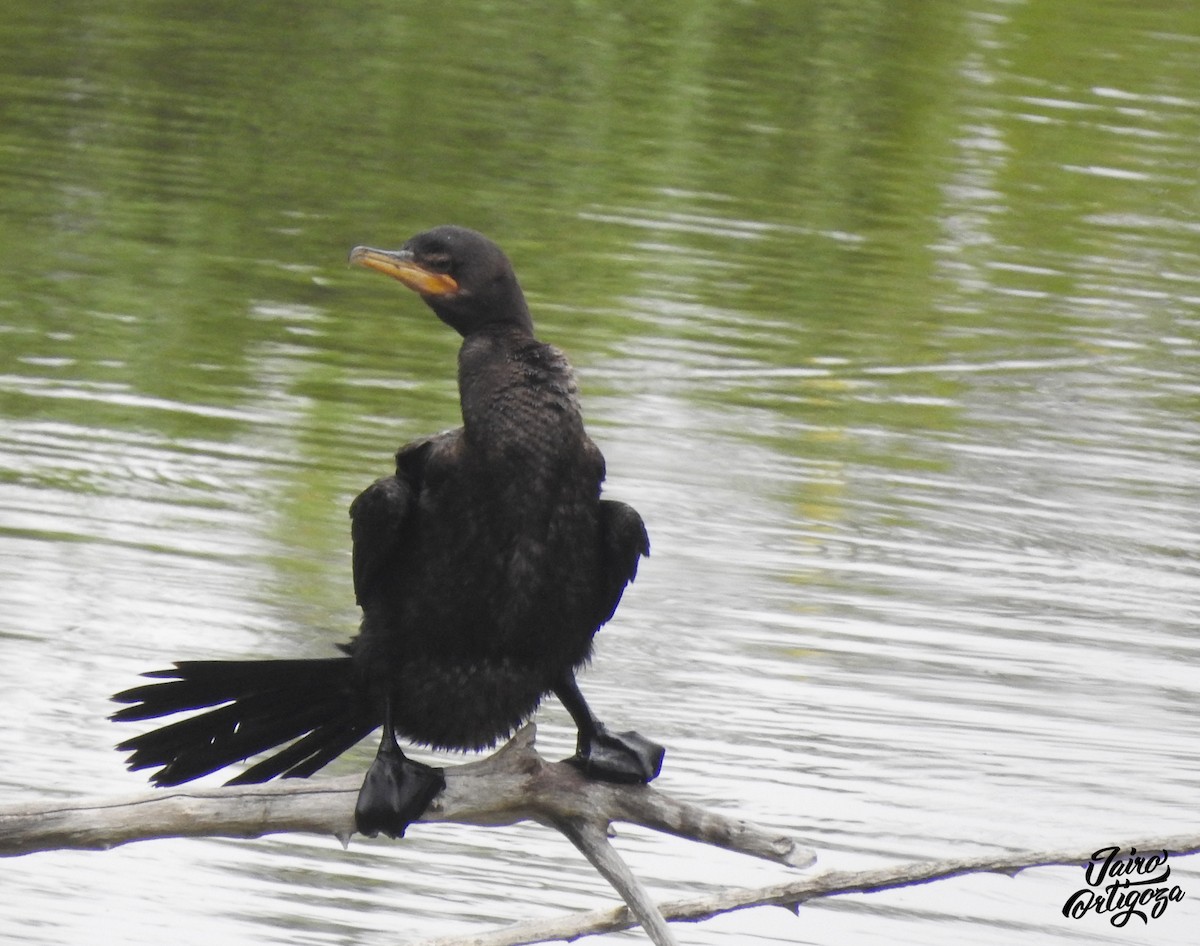 Cormorán Biguá - ML146473541