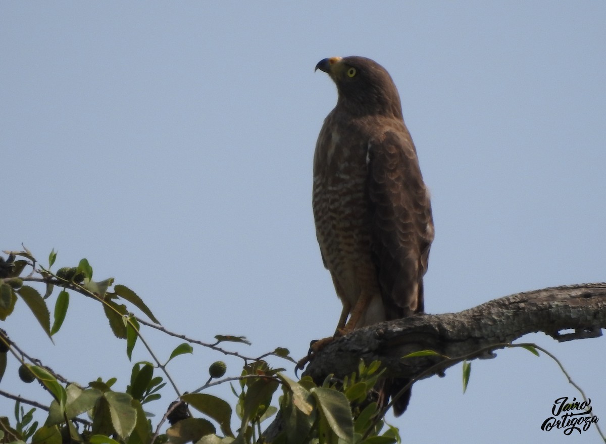 Roadside Hawk - Jairo Ortigoza del Angel