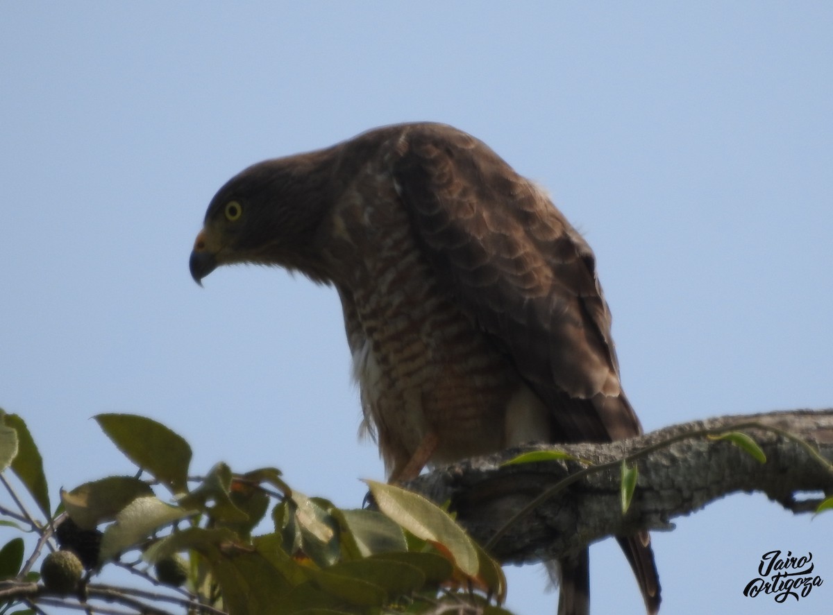 Roadside Hawk - ML146473721