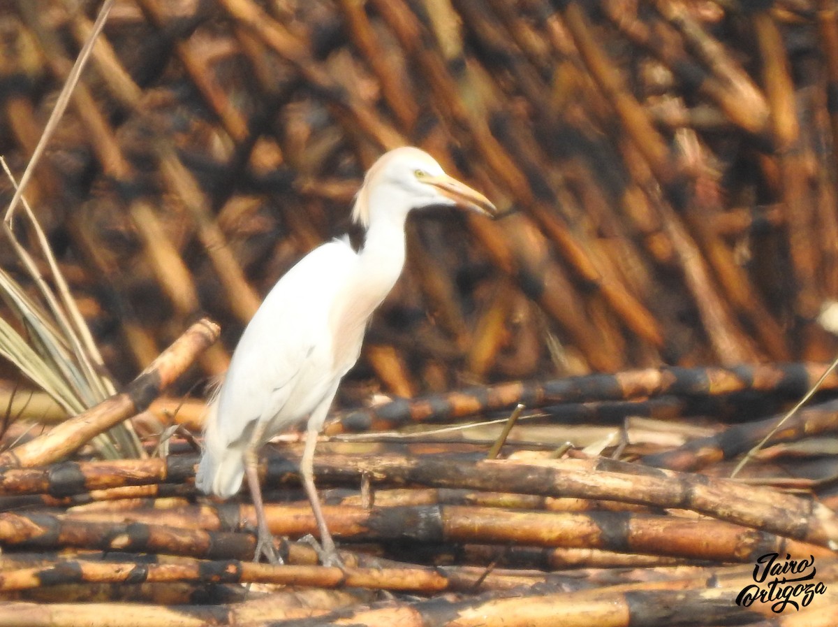 Western Cattle Egret - Jairo Ortigoza del Angel