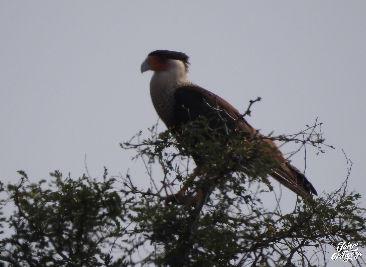 Caracara huppé (cheriway) - ML146473821