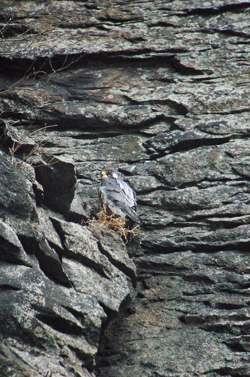 Peregrine Falcon - ML146474121