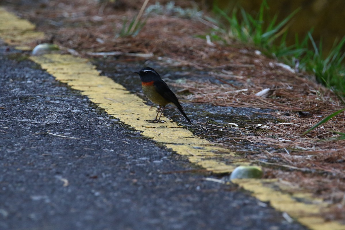 Collared Bush-Robin - ML146475201