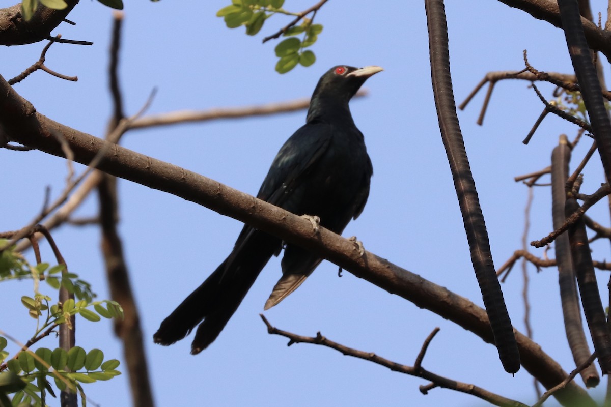 Asian Koel - ML146475391