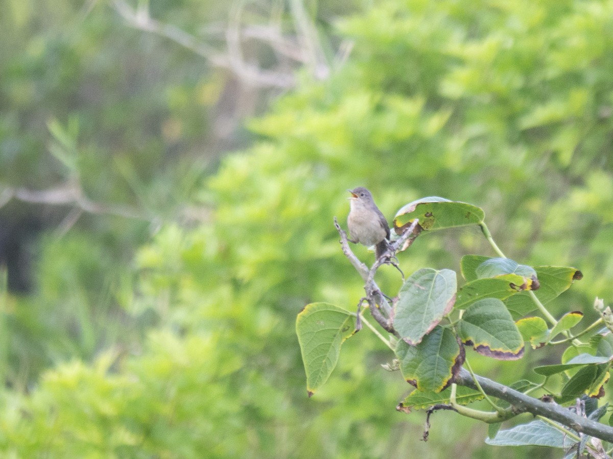 House Wren - ML146477231