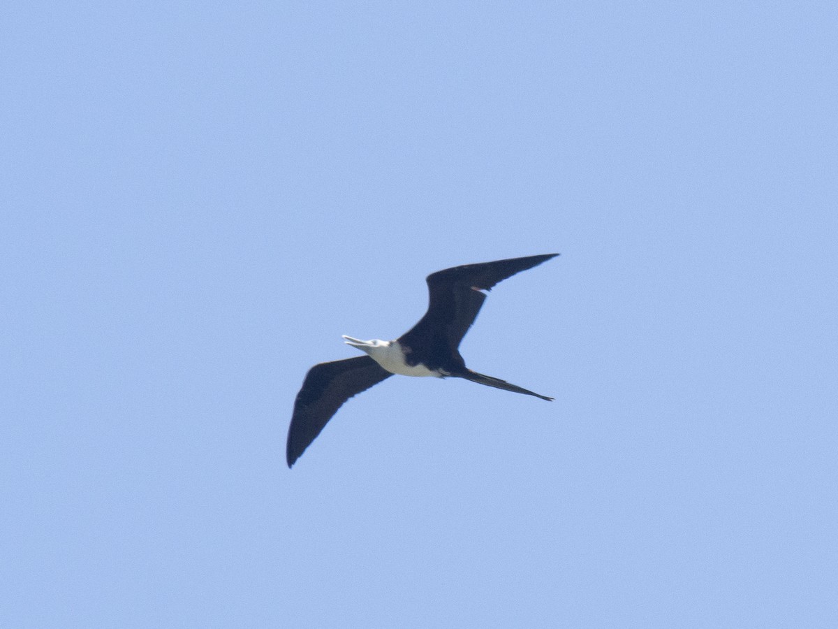 Magnificent Frigatebird - Carla Moura